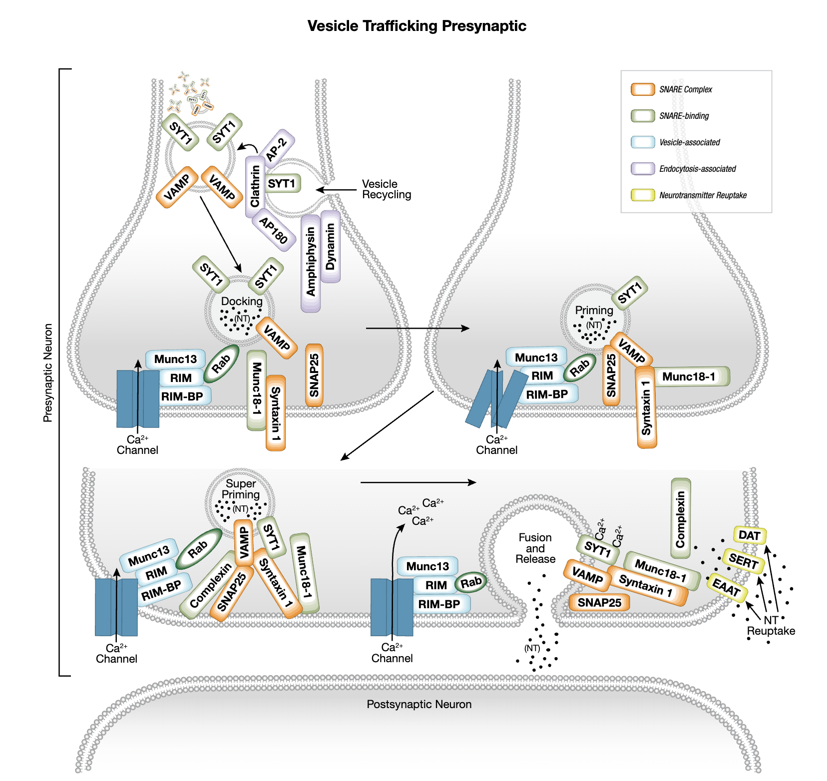 Neurotransmitters, Receptors, and Transporters